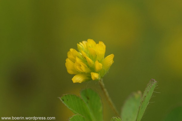 kleine klaver -Trifolium dubium