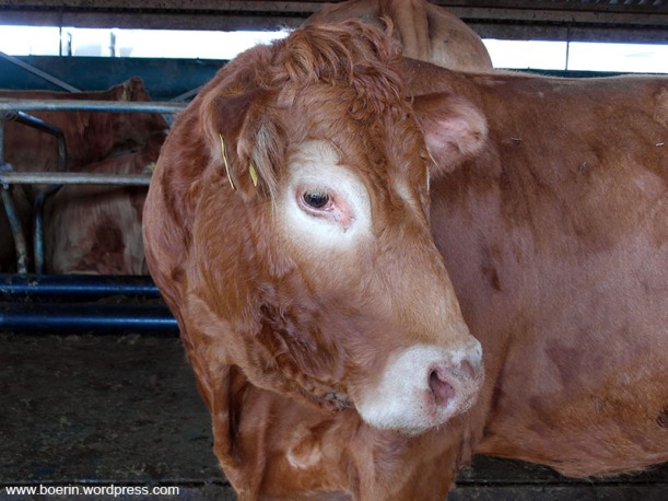 Limousin - koe (1)