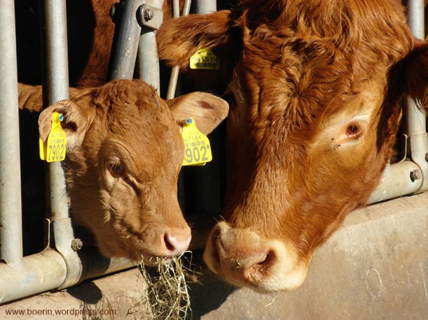 Limousin koe en kalfje