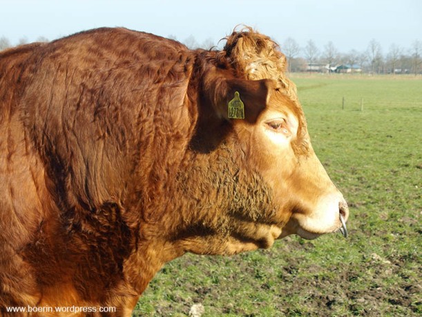 Limousin - stier (3)